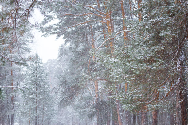 松树林形象图片下载