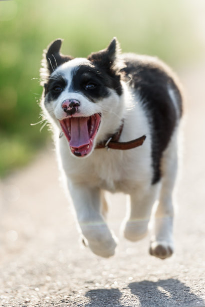 一只小狗在地球上跳着跑图片下载
