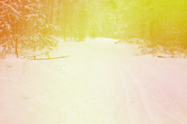 松树林形象图片下载