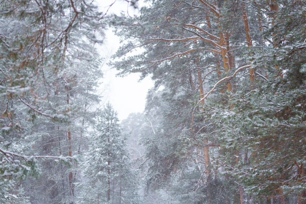 松树林形象图片下载