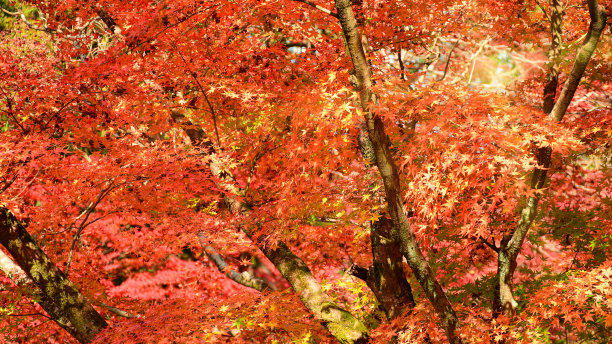 秋天的枫树园。图片下载
