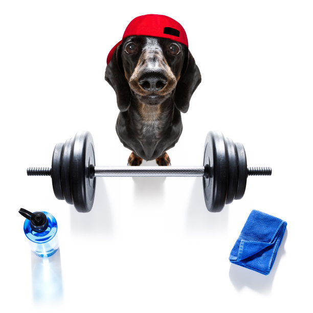 私人教练的狗图片下载