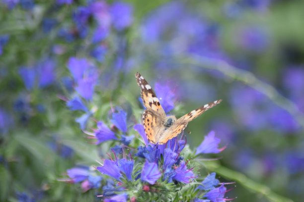 橙色蝴蝶在鼠尾草花上图片下载