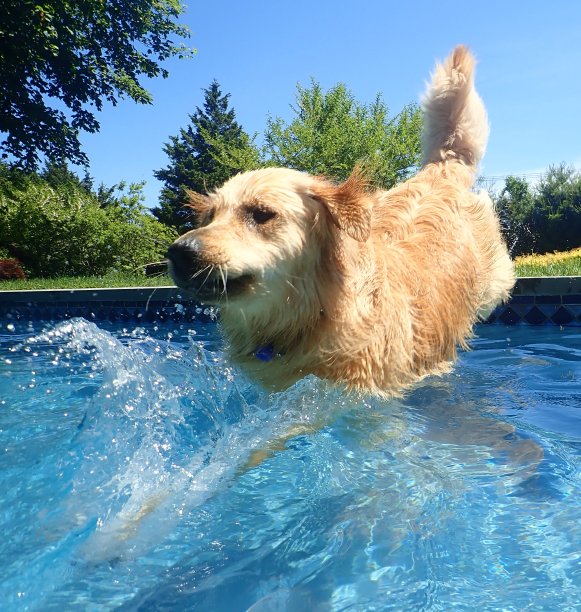 金毛猎犬跳入7号池图片下载