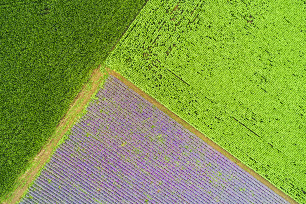夏天。大自然。夏天的农田。图片下载
