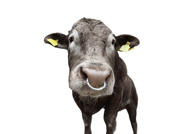 牛，鼻环孤立在白色上。漂亮的大棕色公牛全长。牛关闭。农场动物。肉牛孤立在白色。图片下载