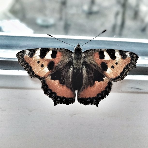 蝴蝶在窗口图片下载