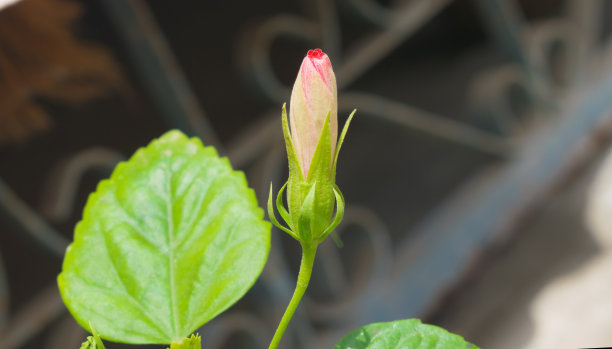 近距离观察花园中美丽的红色芙蓉花蕾图片下载