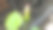 近距离观察花园中美丽的红色芙蓉花蕾图片下载