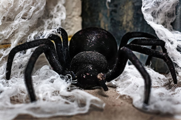 一只巨大的黑色狼蛛或蜘蛛正在地板上爬行。万圣节的恐怖玩具图片下载