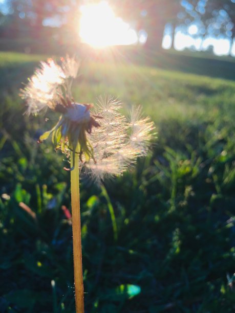最后一个蒲公英图片下载