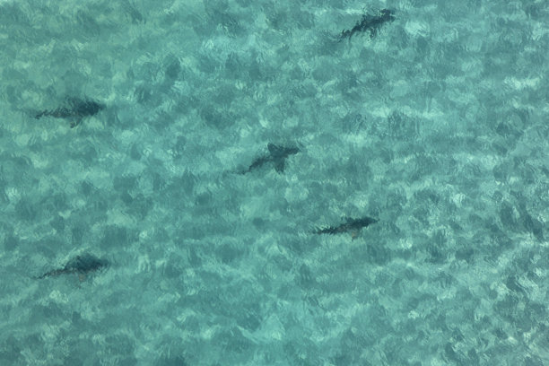 鸟瞰图鲨鱼图片下载