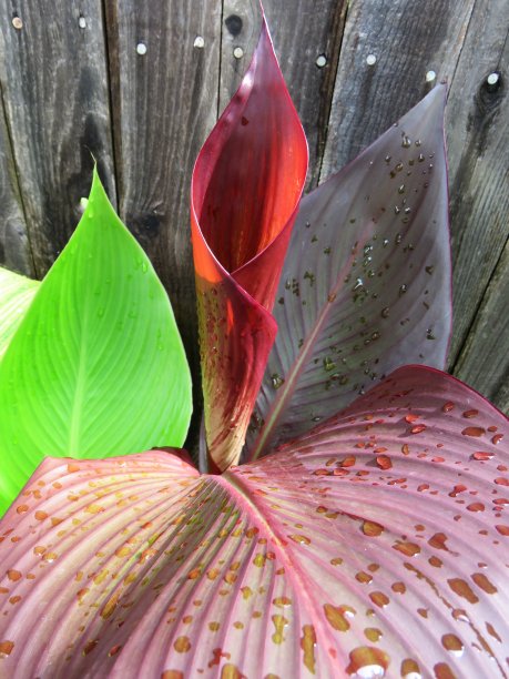 雨后美人蕉叶子图片下载