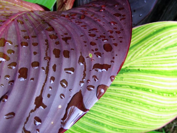 雨后美人蕉叶子图片下载