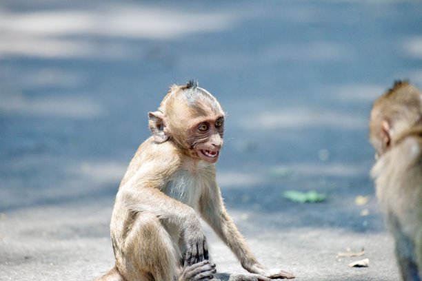 可爱的猴子图片下载
