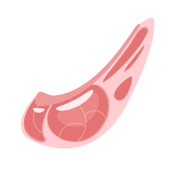 生牛肉肋平矢量插图图片下载