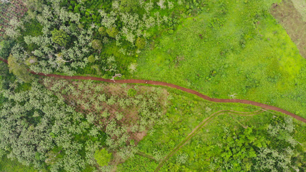 绿色自然中的土路图片下载