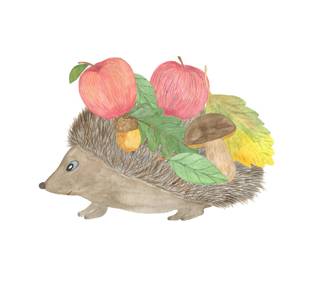 水彩森林动物插画在白色的背景，刺猬与苹果，简单的图案，森林野生动物，装饰为任何设计目的图片下载