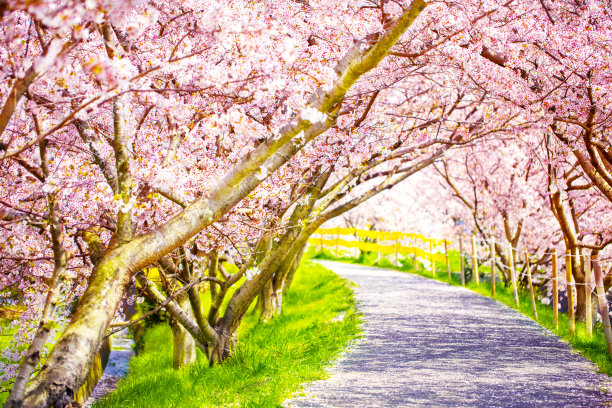 在美丽的樱花树或樱桃树隧道下步行道。图片下载