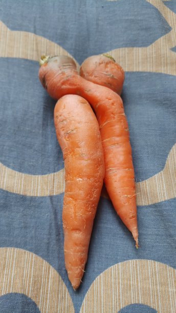 有趣的胡萝卜的形状。图片下载