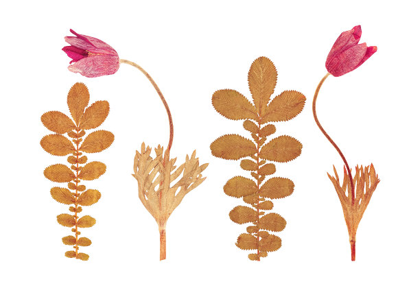 一套野生干压花和叶图片下载