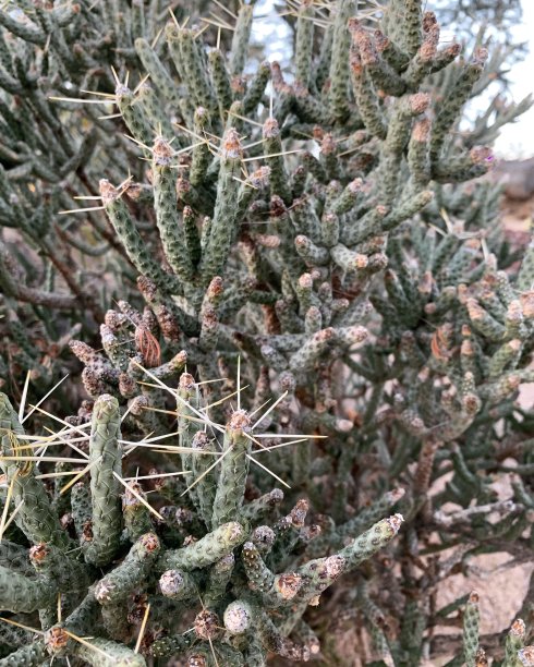 仙人掌图片下载