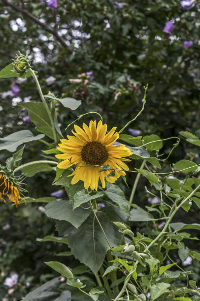 美丽的照片稍偏离中心盛开的向日葵植物部分缠绕的绿色常青藤与散焦的绿色树木和叶子在背景。图片下载