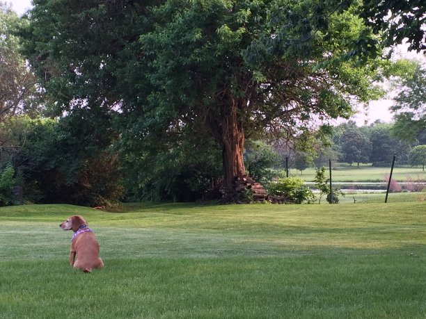 三伏天图片下载