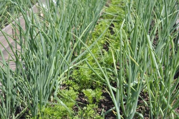 洋葱幼苗图片下载