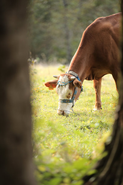 绿草地上的牛图片下载