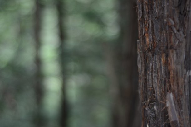 伍兹宁静图片下载