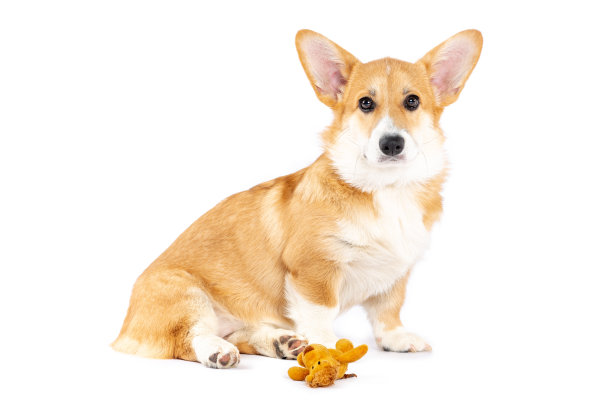 彭布罗克威尔士柯基犬在玩玩具图片下载