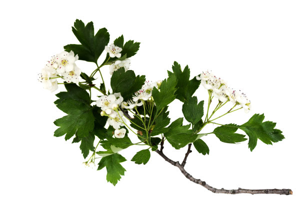 山楂(山楂)的分枝，花孤立在白色背景上靠近图片下载