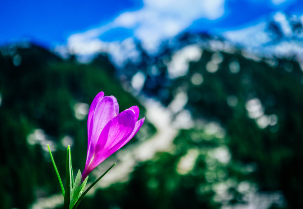 树紫番红花，春天的花朵生长在土壤上，山岳自然。番红花近，宏观观。图片下载