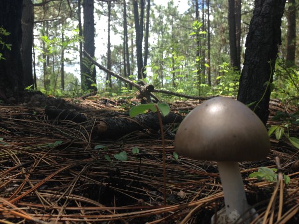 只有在伟大图片下载