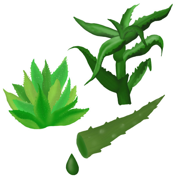 芦荟的图标集。现实的芦荟图标为网页设计孤立的白色背景图片下载