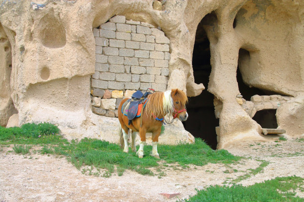 小马驹，用于在洞穴中骑马。图片下载