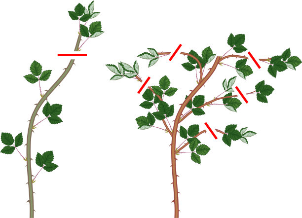 白背景下分离的弗罗里卡和春原藤黑莓植株剪枝方案图片下载