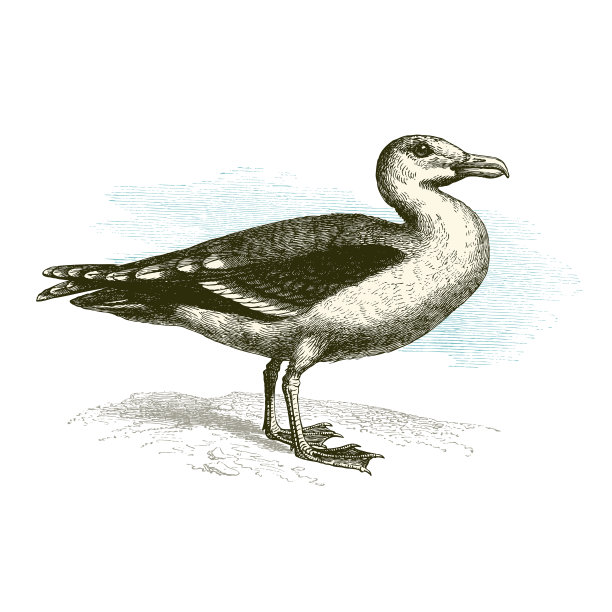 海鸥古董法国鸟类自然史插图图片下载