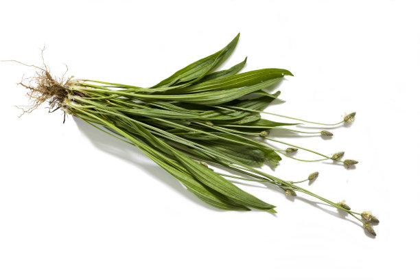 雷wort孤立在一个白色图片下载