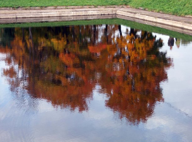 森林反射图片下载