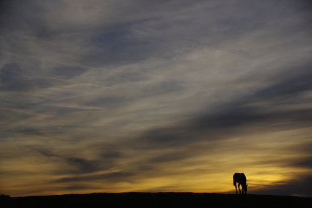 有马的乡村日落景色图片下载