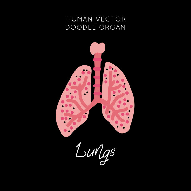 人体器官向量图片下载