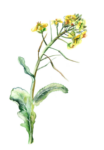 油菜籽。图片下载