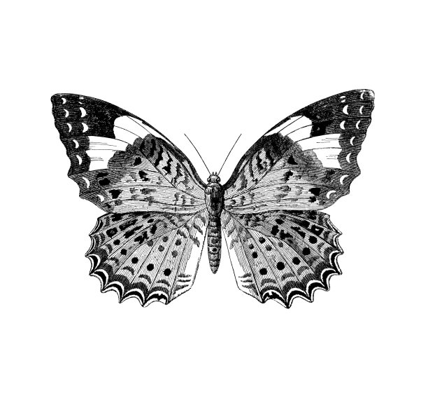 蝴蝶古董法国昆虫自然史插图图片下载