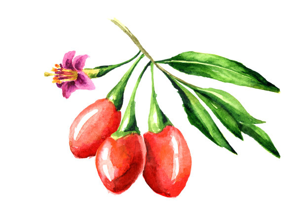 枸杞或枸杞，枝上有叶和花。水彩手绘插图孤立的白色背景图片下载
