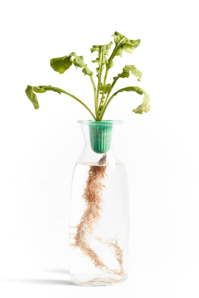 恶心的火箭水培装置图片下载