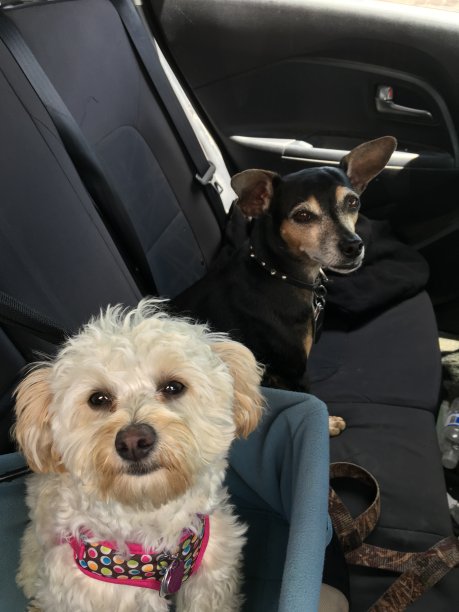 后座上有两只可爱的小狗图片下载