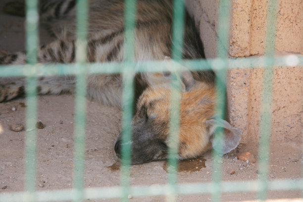 苏丹喀土穆一个破旧动物园里的一只小笼子里的鬣狗图片下载