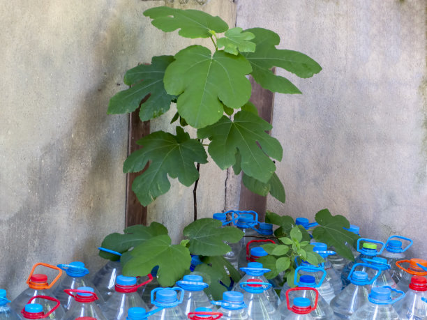 花园墙角有一堆塑料瓶图片下载